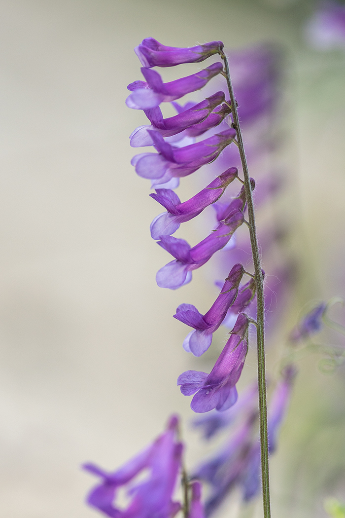 Изображение особи Vicia villosa.