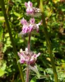 Stachys spectabilis