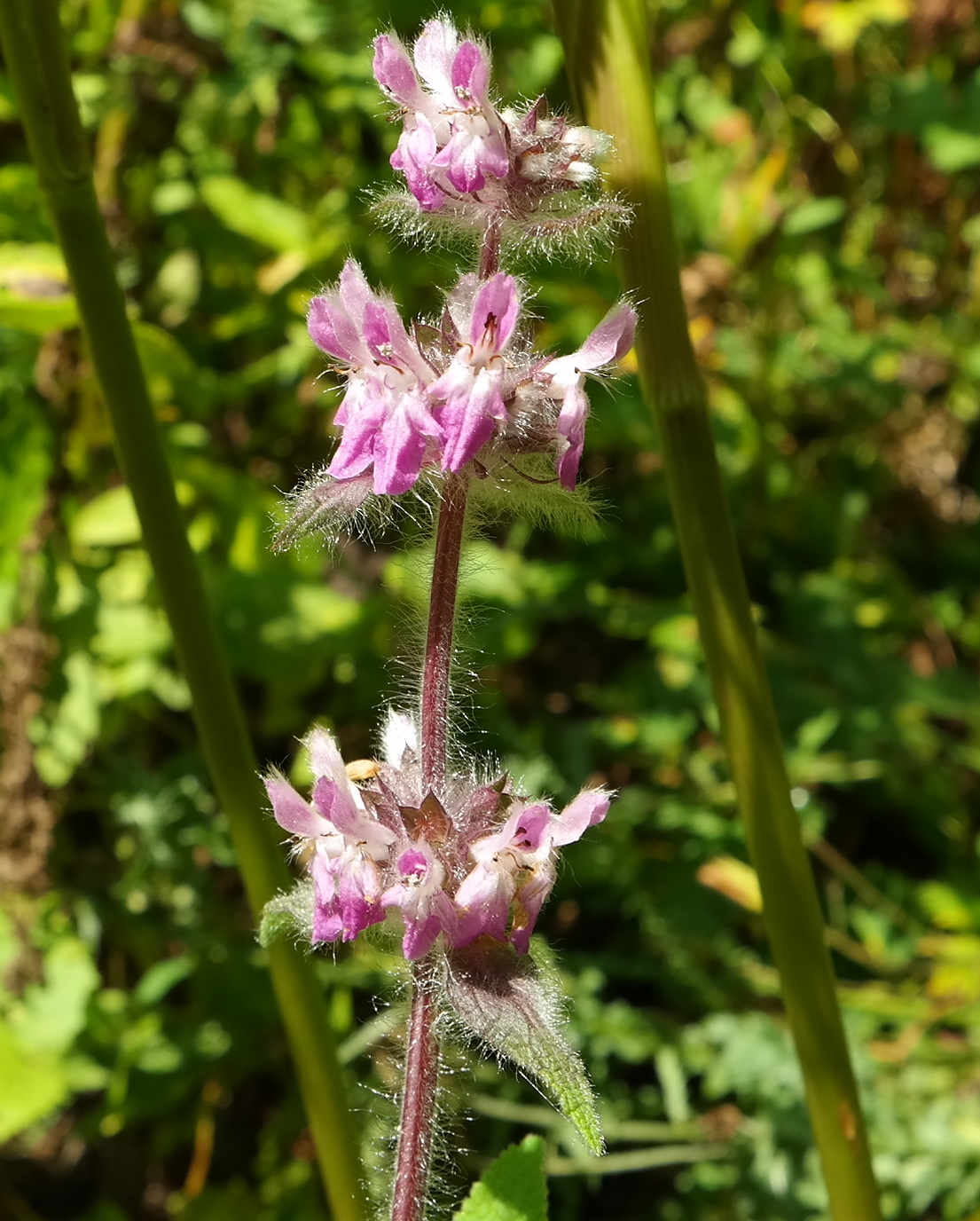 Image of Stachys spectabilis specimen.