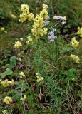 Linaria vulgaris