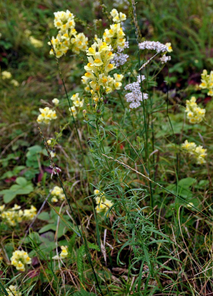 Изображение особи Linaria vulgaris.