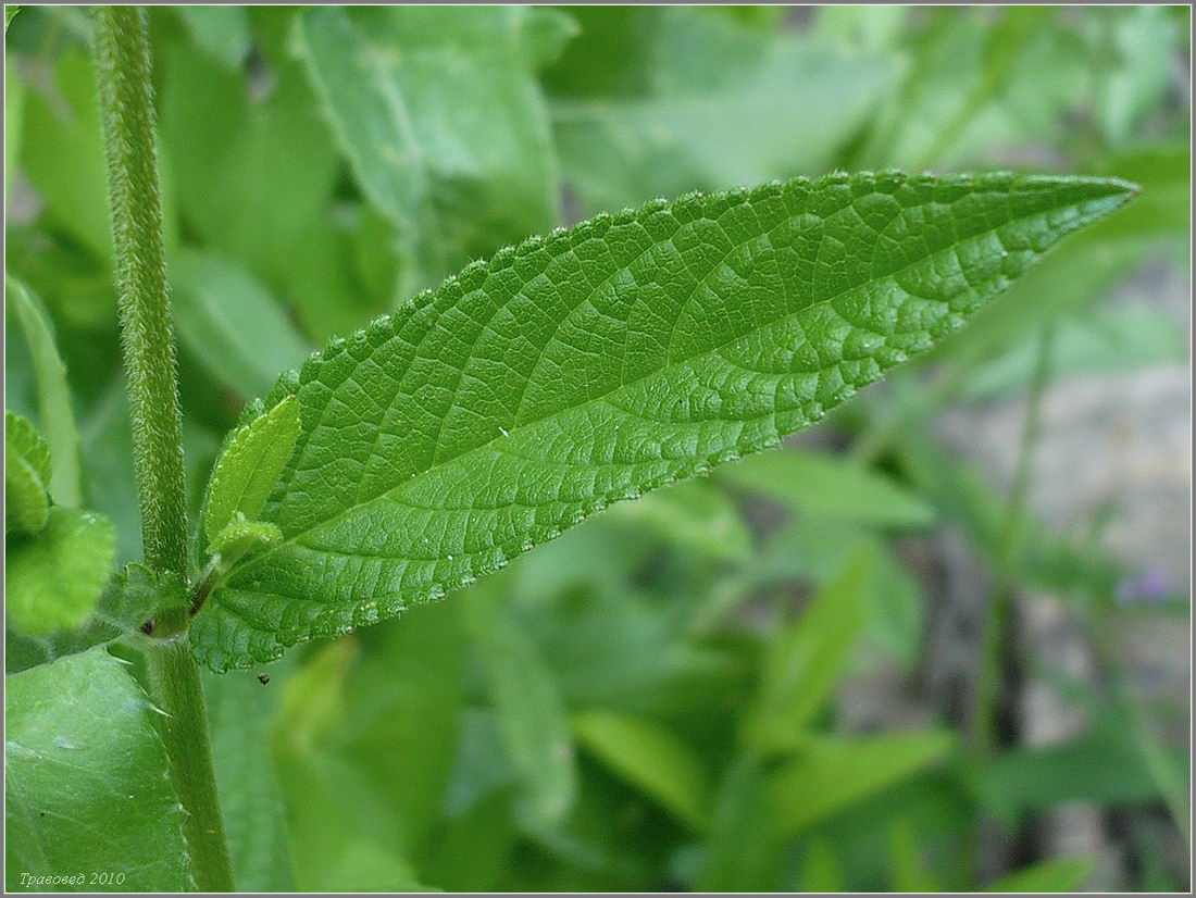 Image of Stachys palustris specimen.