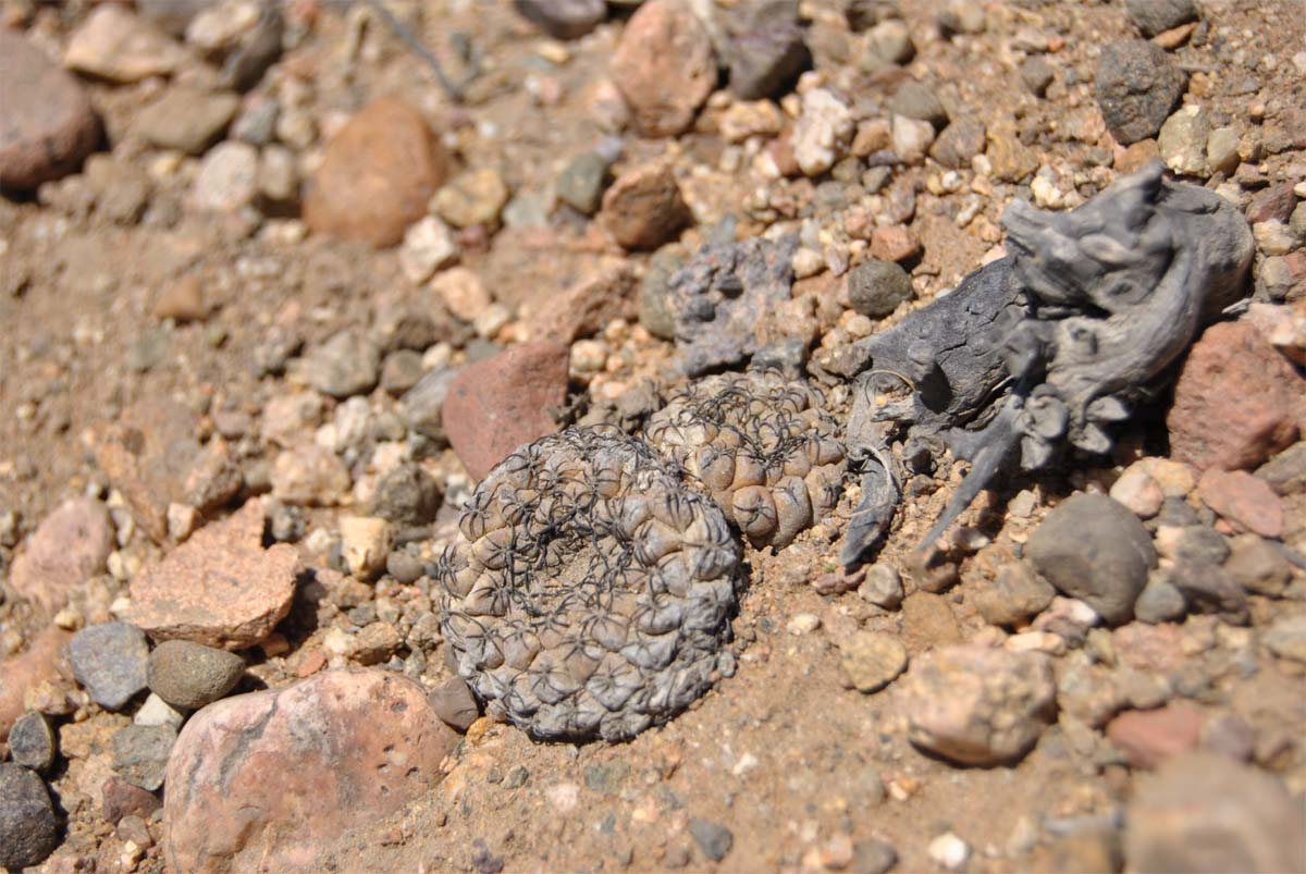 Image of Eriosyce napina specimen.