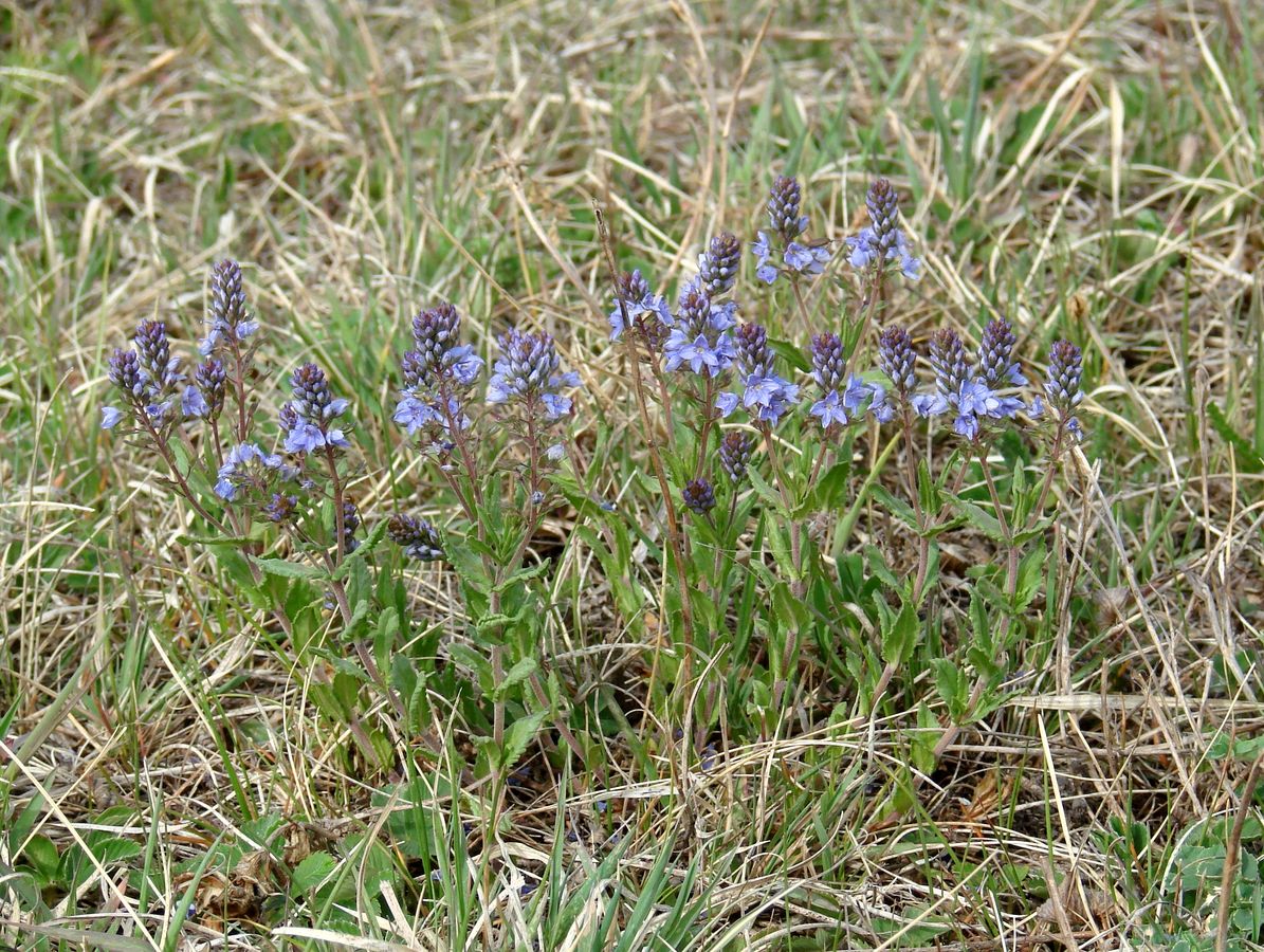 Image of Veronica prostrata specimen.