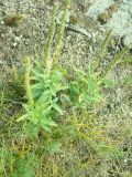 genus Pseudolysimachion