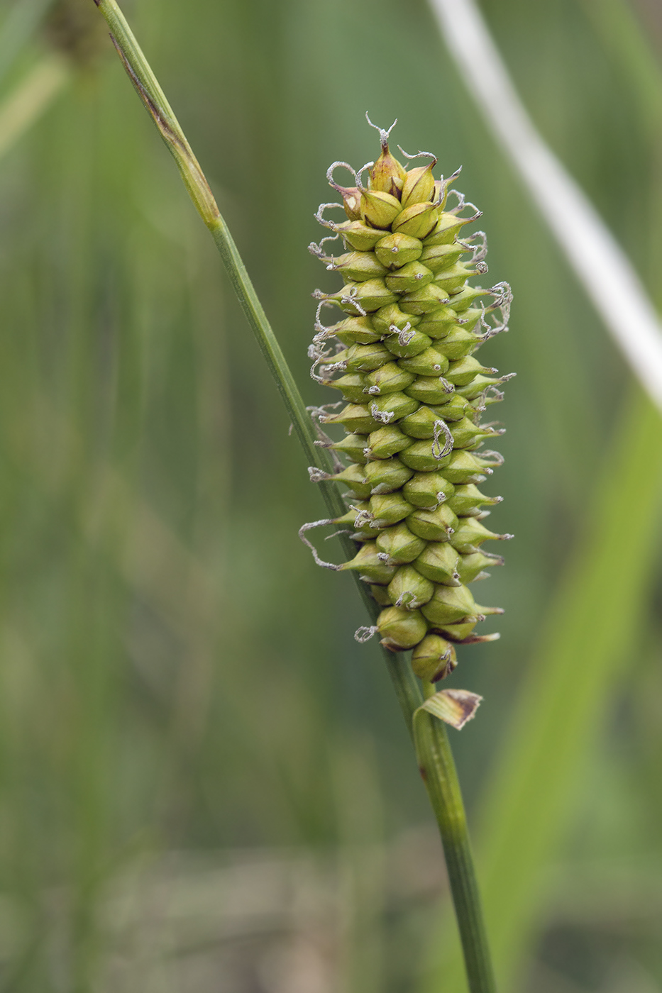 Изображение особи Carex schmidtii.