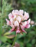Trifolium hybridum. Соцветие. Сахалинская обл., Невельский р-н, подножье склона, обочина дороги. 14.08.2019.