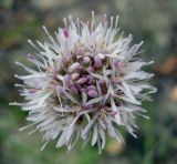 Jasione montana