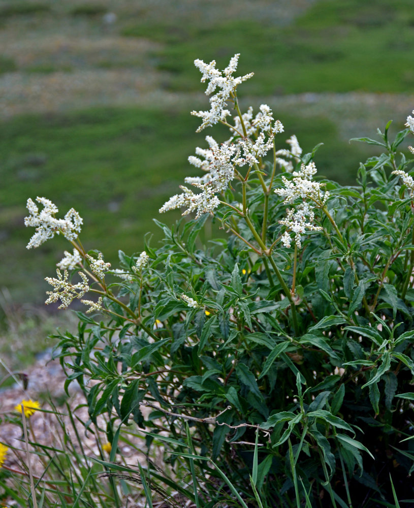 Изображение особи Aconogonon alpinum.