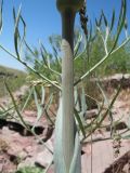 Ferula leucographa. Средняя часть стебля с основаниями листьев. Южный Казахстан, Сырдарьинский Каратау, горы Улькунбурултау, ≈ 800 м н.у.м., разрушенные красные песчаники на склоне вост. экспозиции. 14 мая 2019 г.