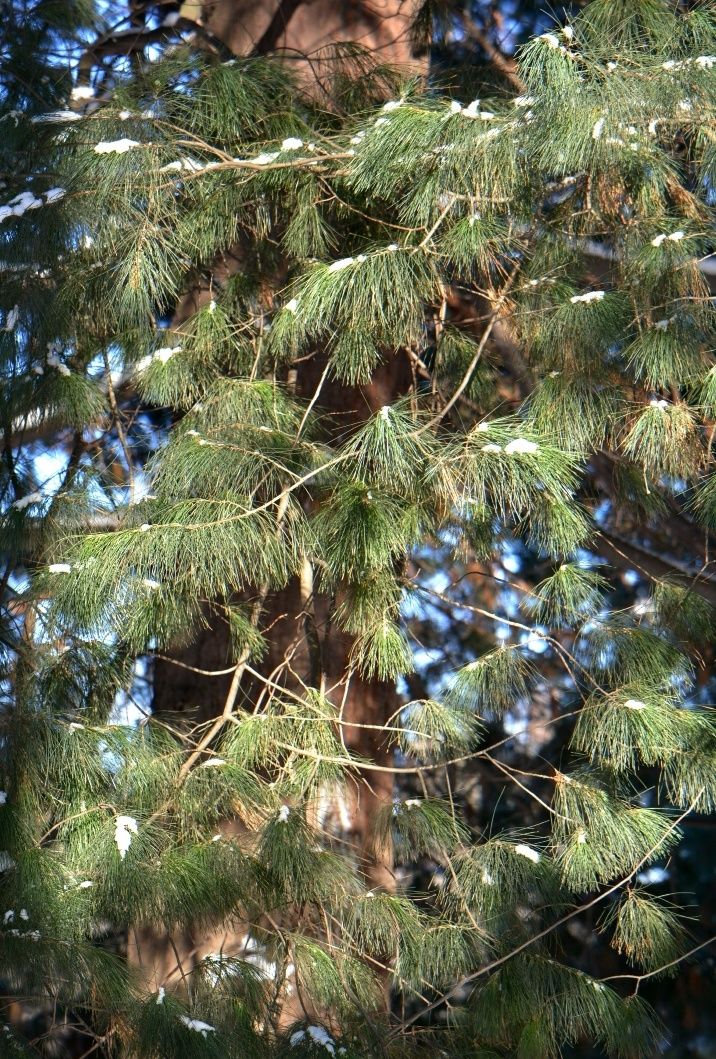 Image of Pinus strobus specimen.