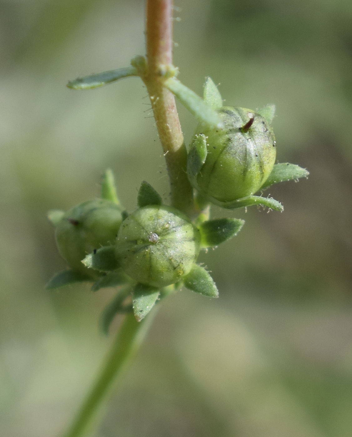 Image of Linaria arvensis specimen.