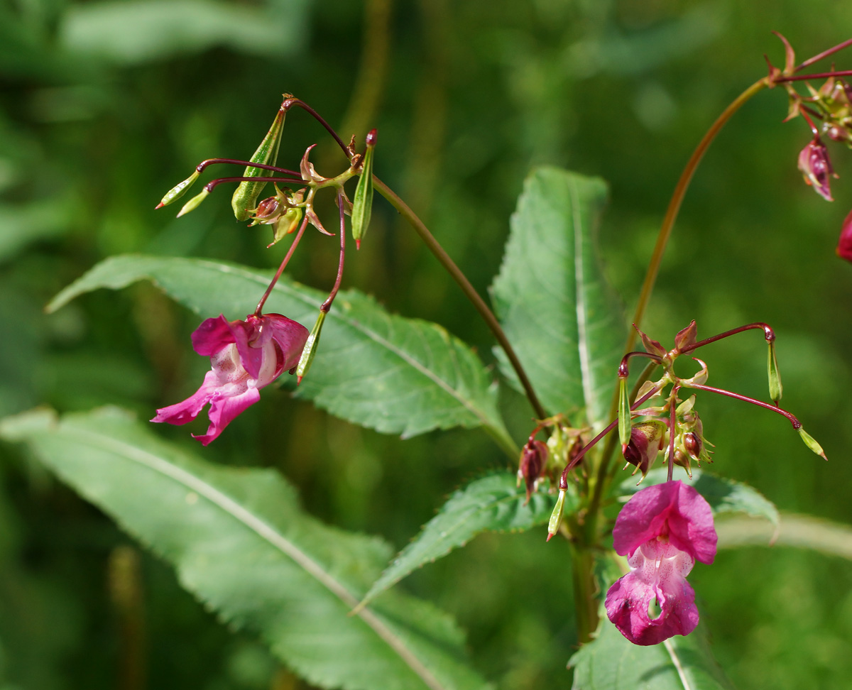 Image of Impatiens glandulifera specimen.