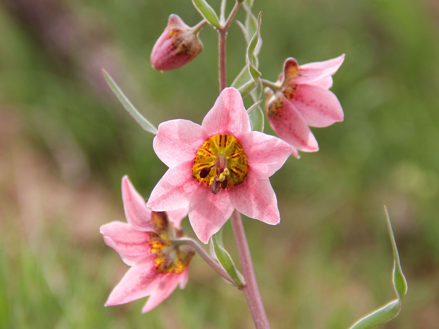 Image of Rhinopetalum gibbosum specimen.