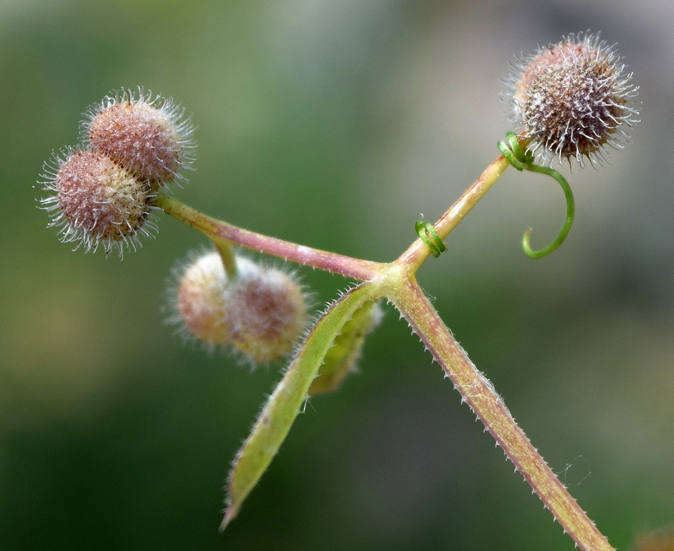 Image of Galium aparine specimen.