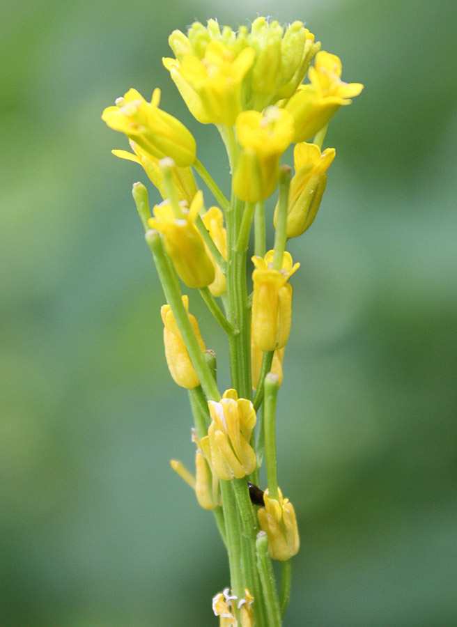 Изображение особи Barbarea stricta.