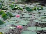 Nelumbo komarovii