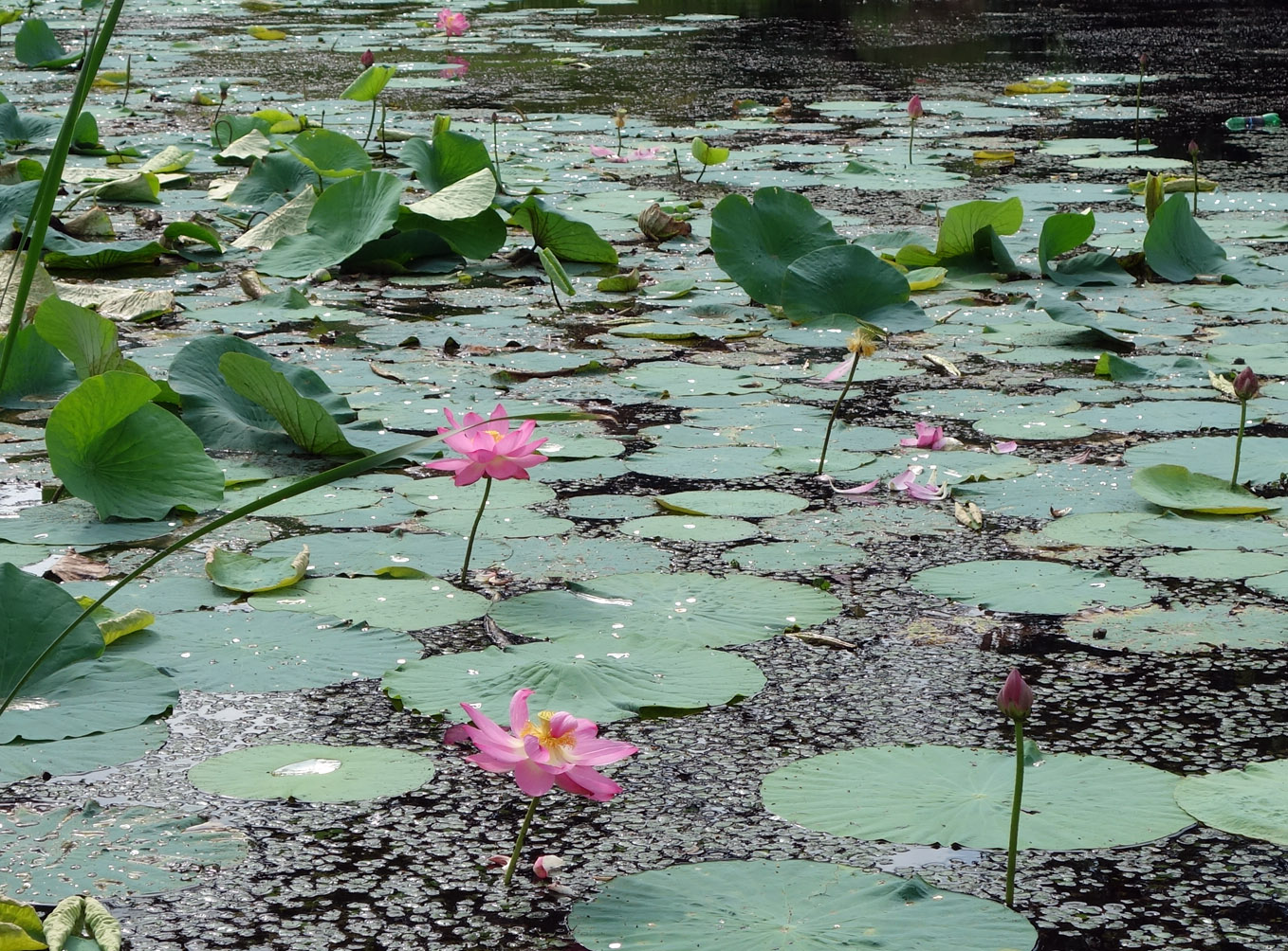 Изображение особи Nelumbo komarovii.