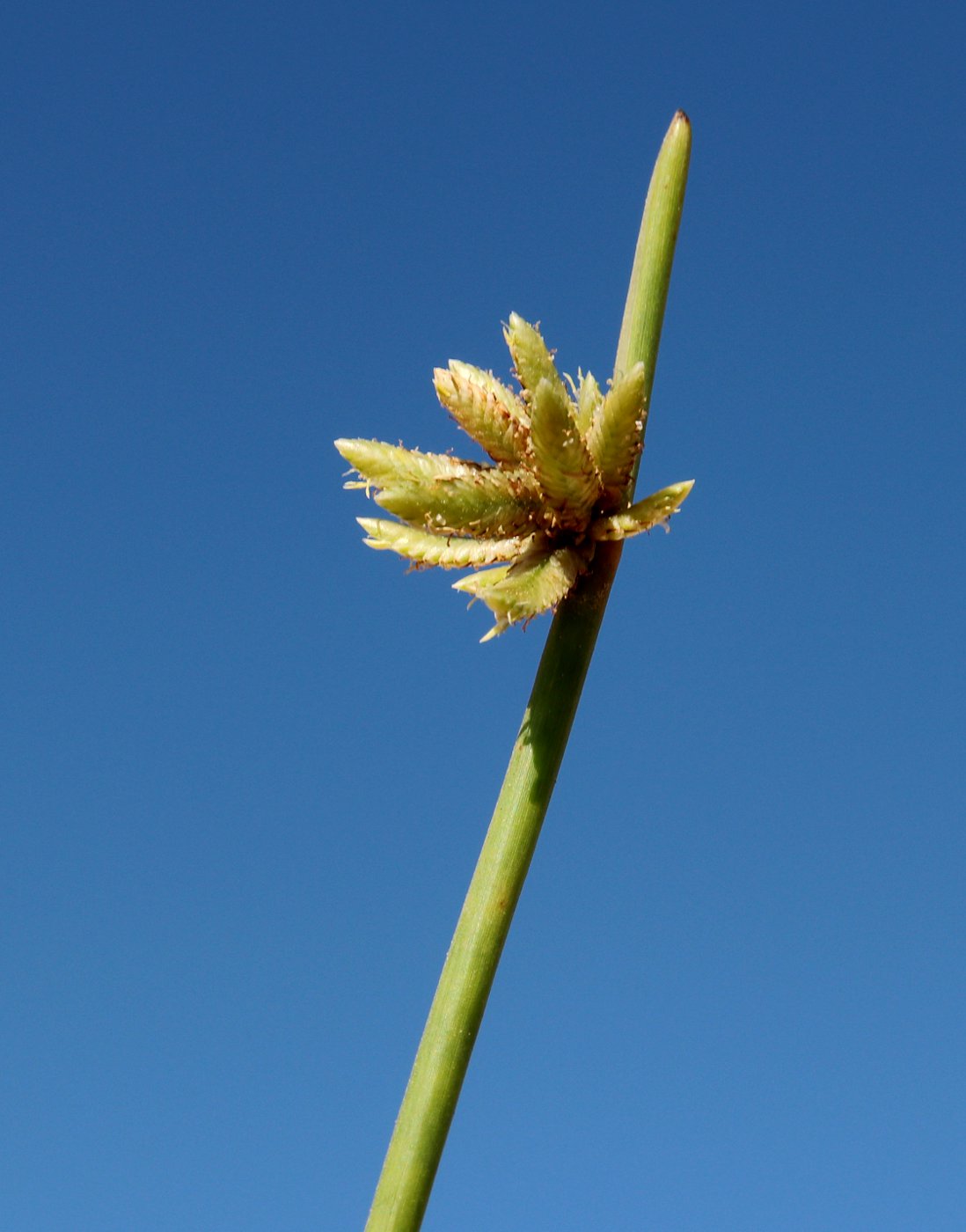 Изображение особи Cyperus laevigatus.