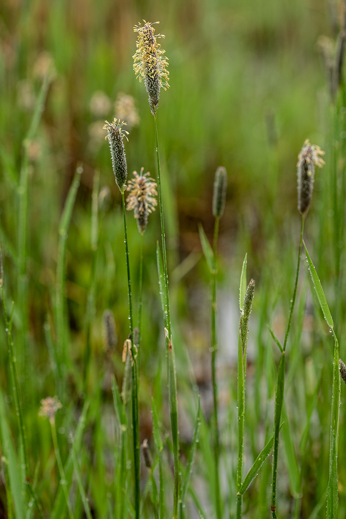 Image of genus Alopecurus specimen.