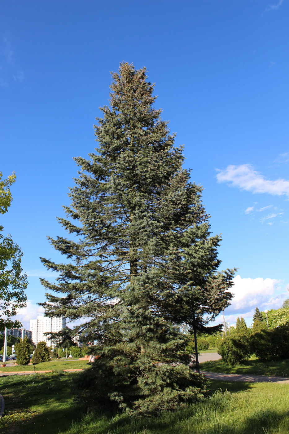 Image of Abies concolor specimen.