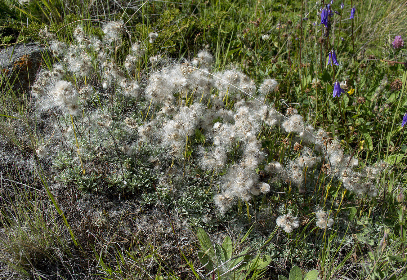 Изображение особи Antennaria caucasica.