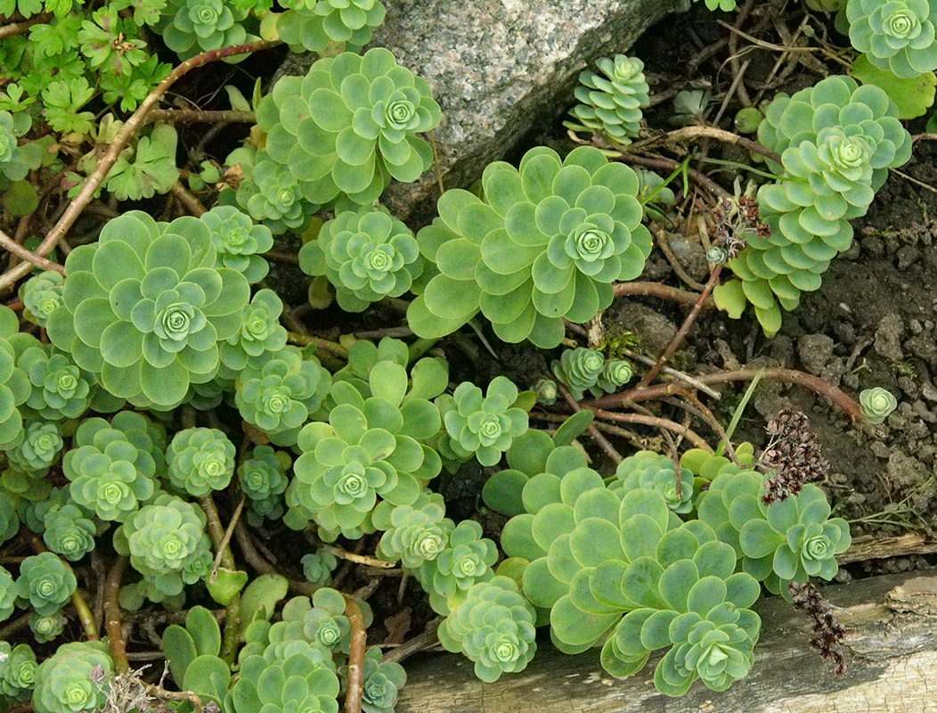 Изображение особи Hylotelephium anacampseros.