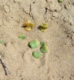 Tetragonia decumbens