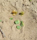 Tetragonia decumbens