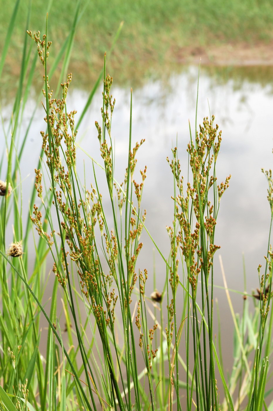 Image of Juncus gerardi specimen.