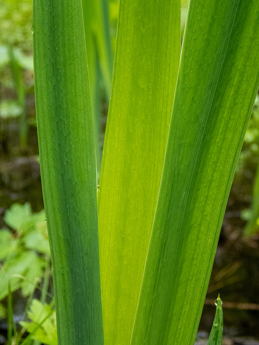 Изображение особи Iris pseudacorus.