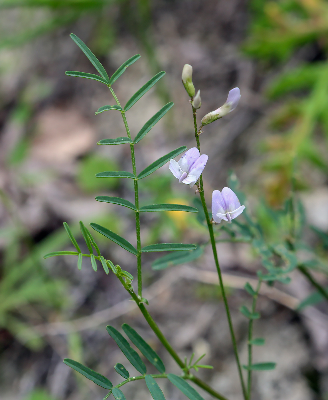 Изображение особи Astragalus silvisteppaceus.