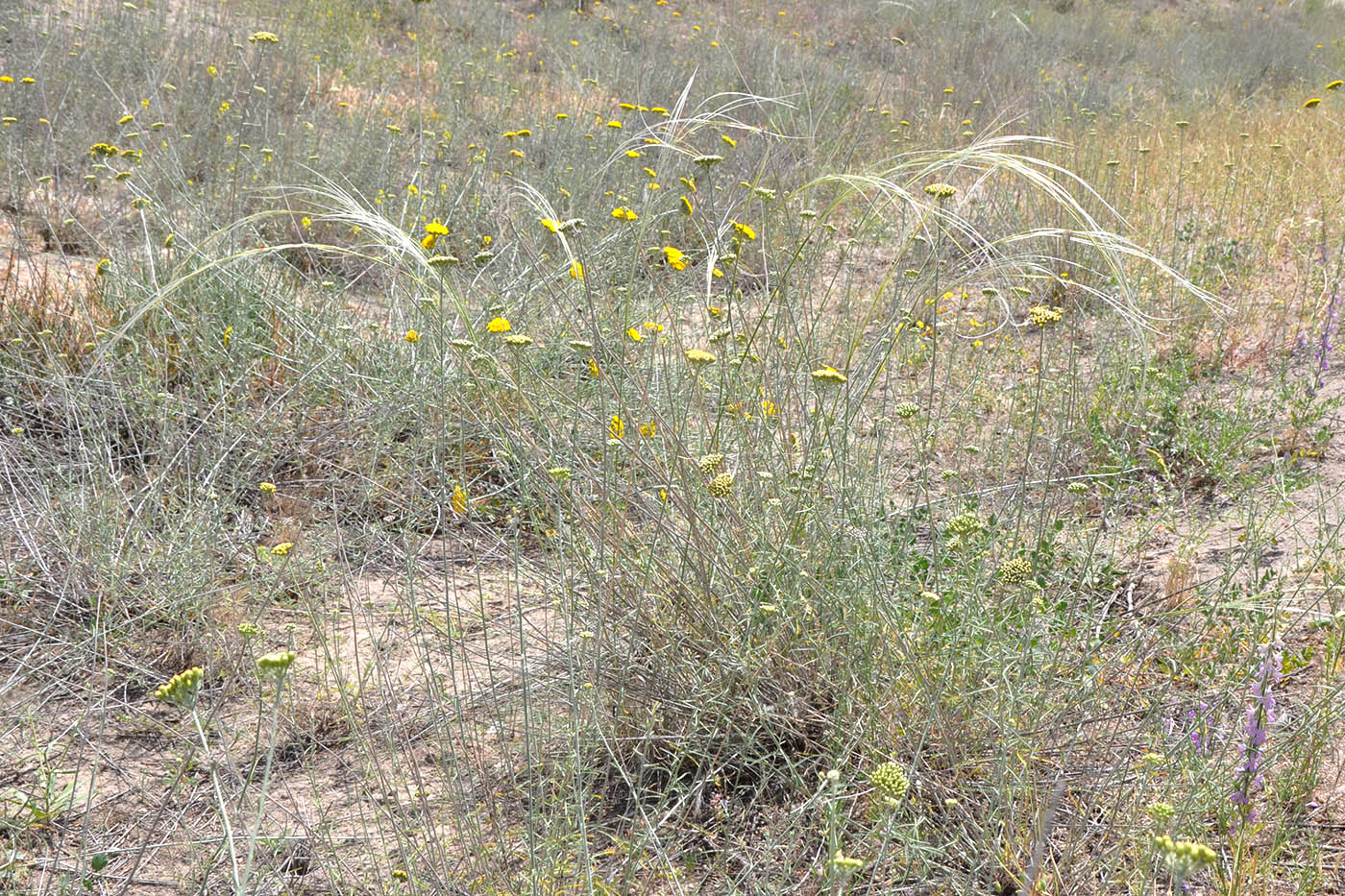 Image of Achillea santolina specimen.