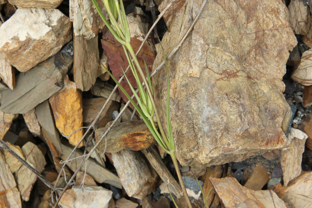 Image of Gentianopsis barbata specimen.