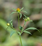 Bidens frondosa