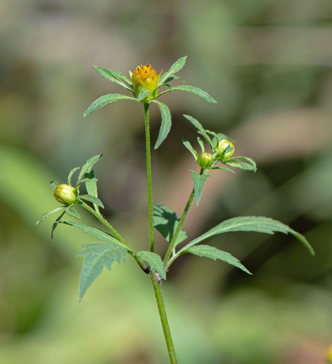 Изображение особи Bidens frondosa.