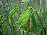 Lathyrus sylvestris