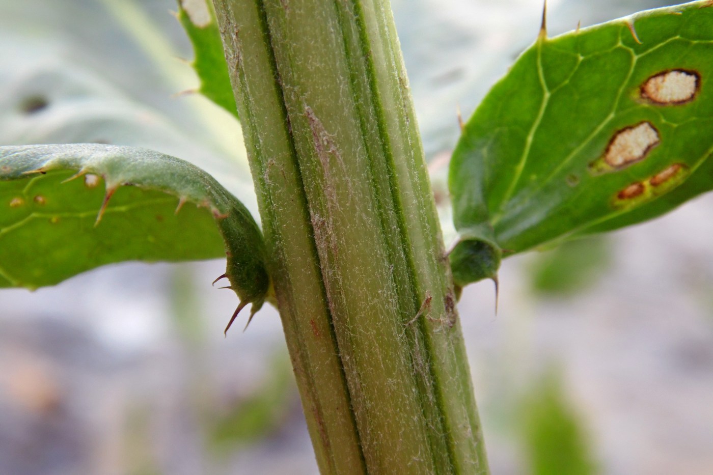 Image of Cirsium sychnosanthum specimen.