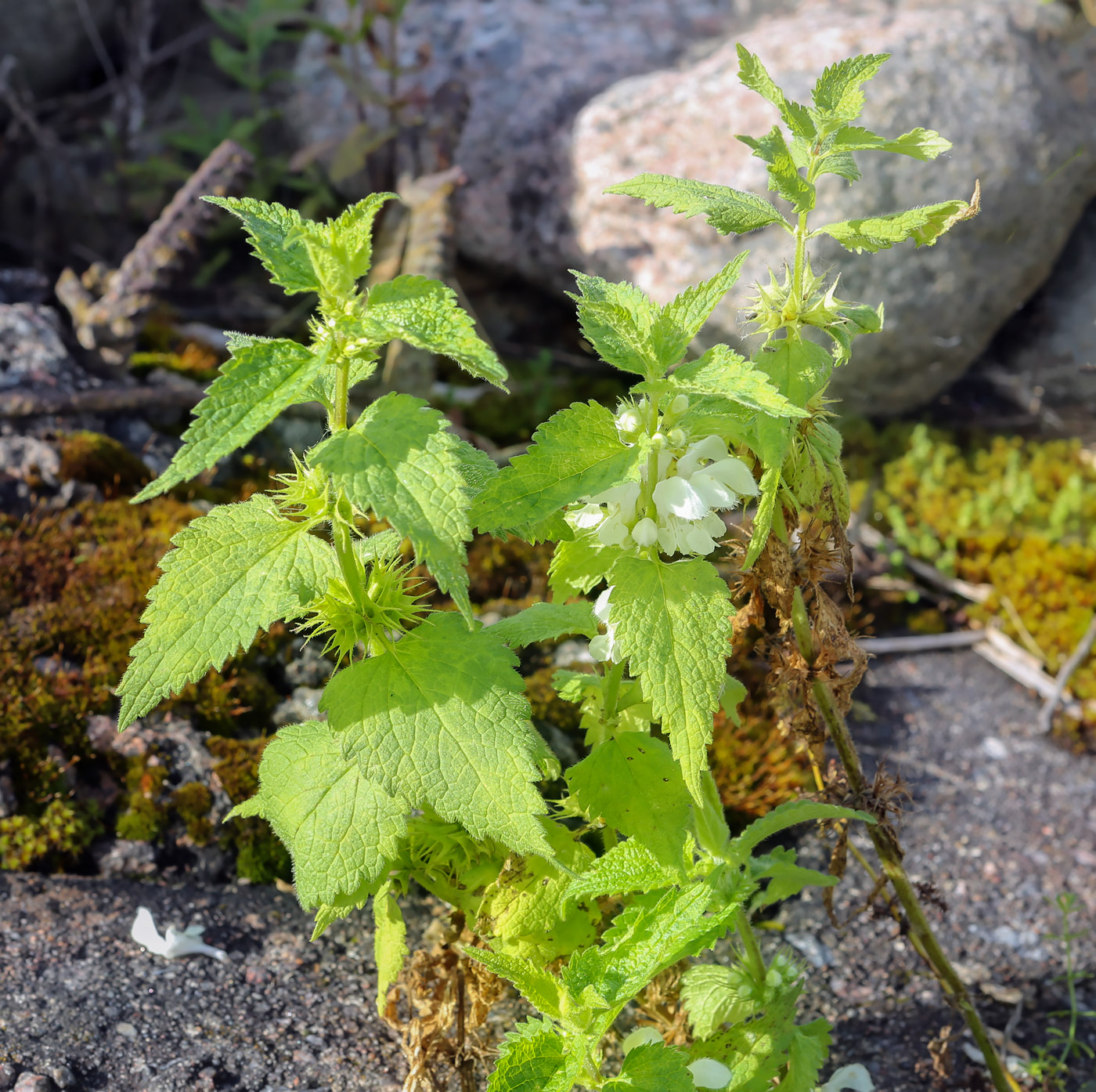 Image of Lamium album specimen.