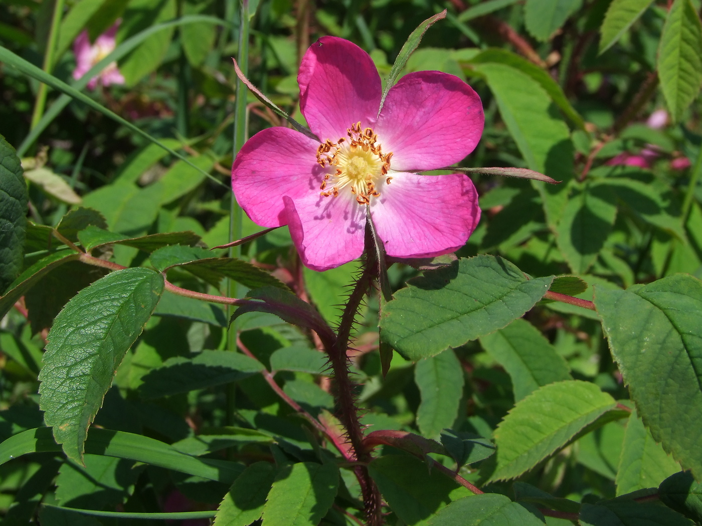 Image of Rosa acicularis specimen.