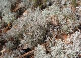 Cladonia rangiferina