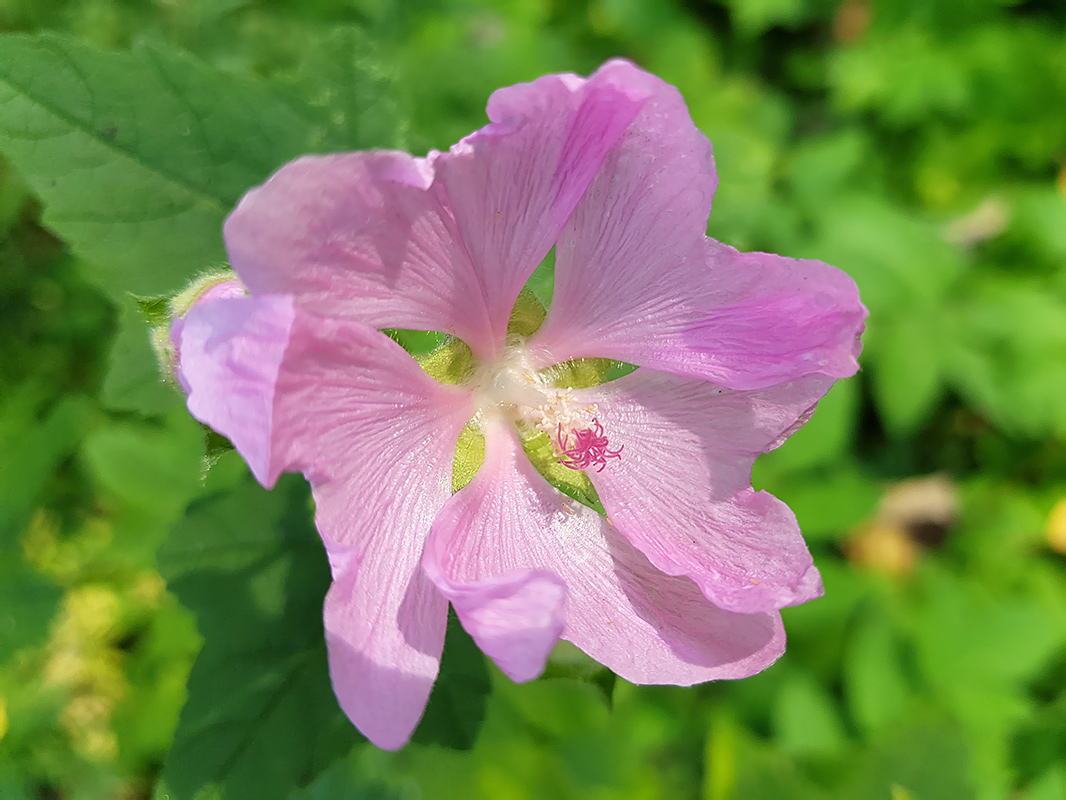 Image of Malva thuringiaca specimen.