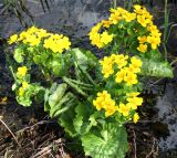 Caltha palustris