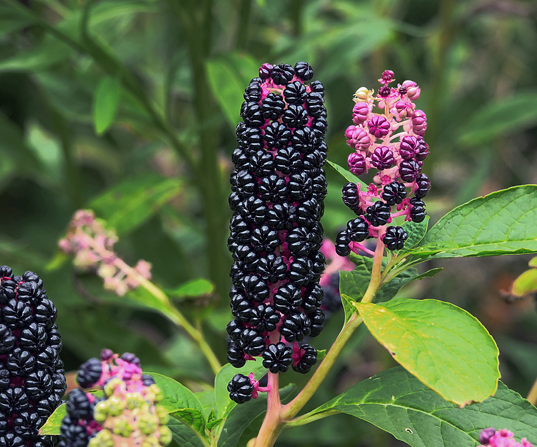 Image of Phytolacca acinosa specimen.