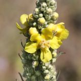 Verbascum lychnitis. Часть соцветия. Саратовская обл., Балашовский р-н, окр. с. Старый Хопёр, долина р. Тростянка, берег Почтового пруда, луг. 17.06.2019.