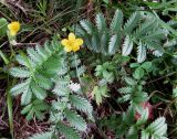 Potentilla anserina. Цветущее на лугу (осушенное болото) растение. Украина, Волынская обл., Ратновский р-н, юго-западные окрестности с. Окачево, левый берег р. Припять. 28 июля 2010 г.