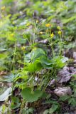 Ranunculus cassubicus. Цветущее растение. Ленинградская обл., Кингисеппский р-н, Кургальский п-ов, берег Финского залива, крутой склон, смешанный лес. 24.05.2020.