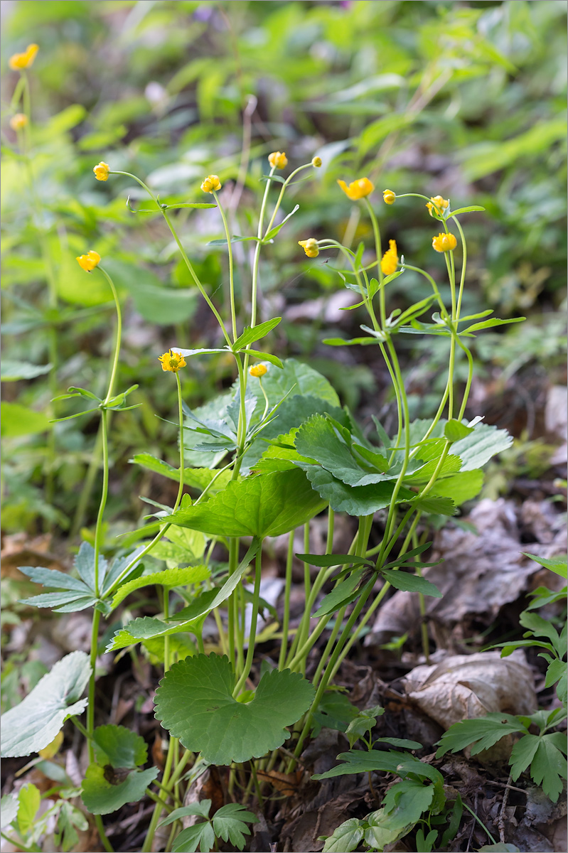 Изображение особи Ranunculus cassubicus.