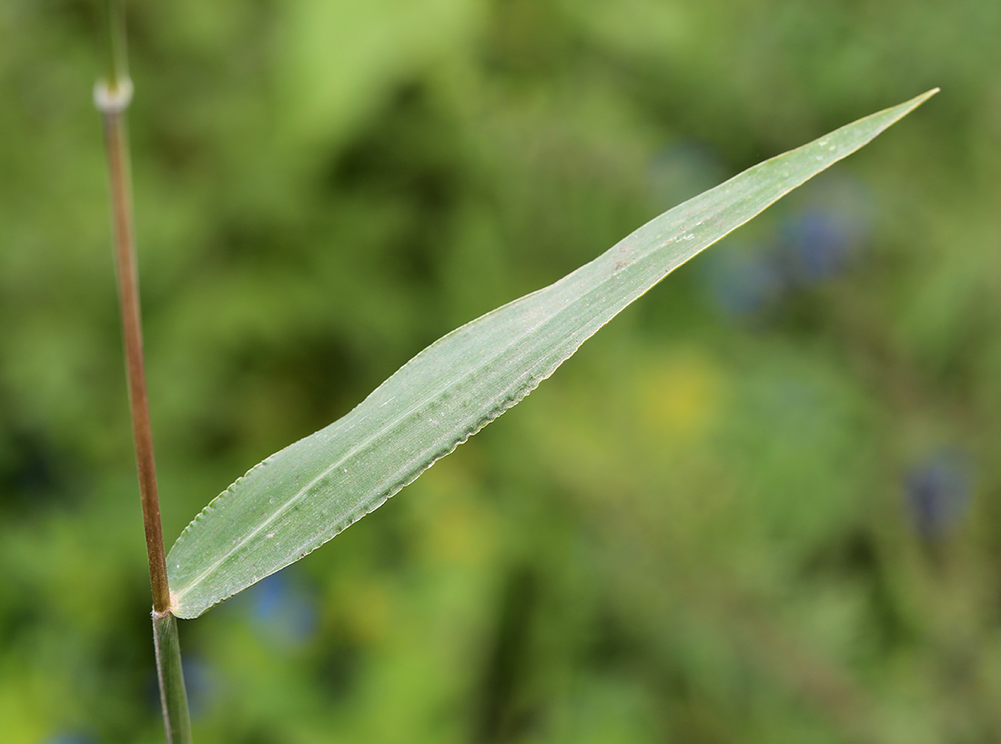 Изображение особи Eriochloa villosa.