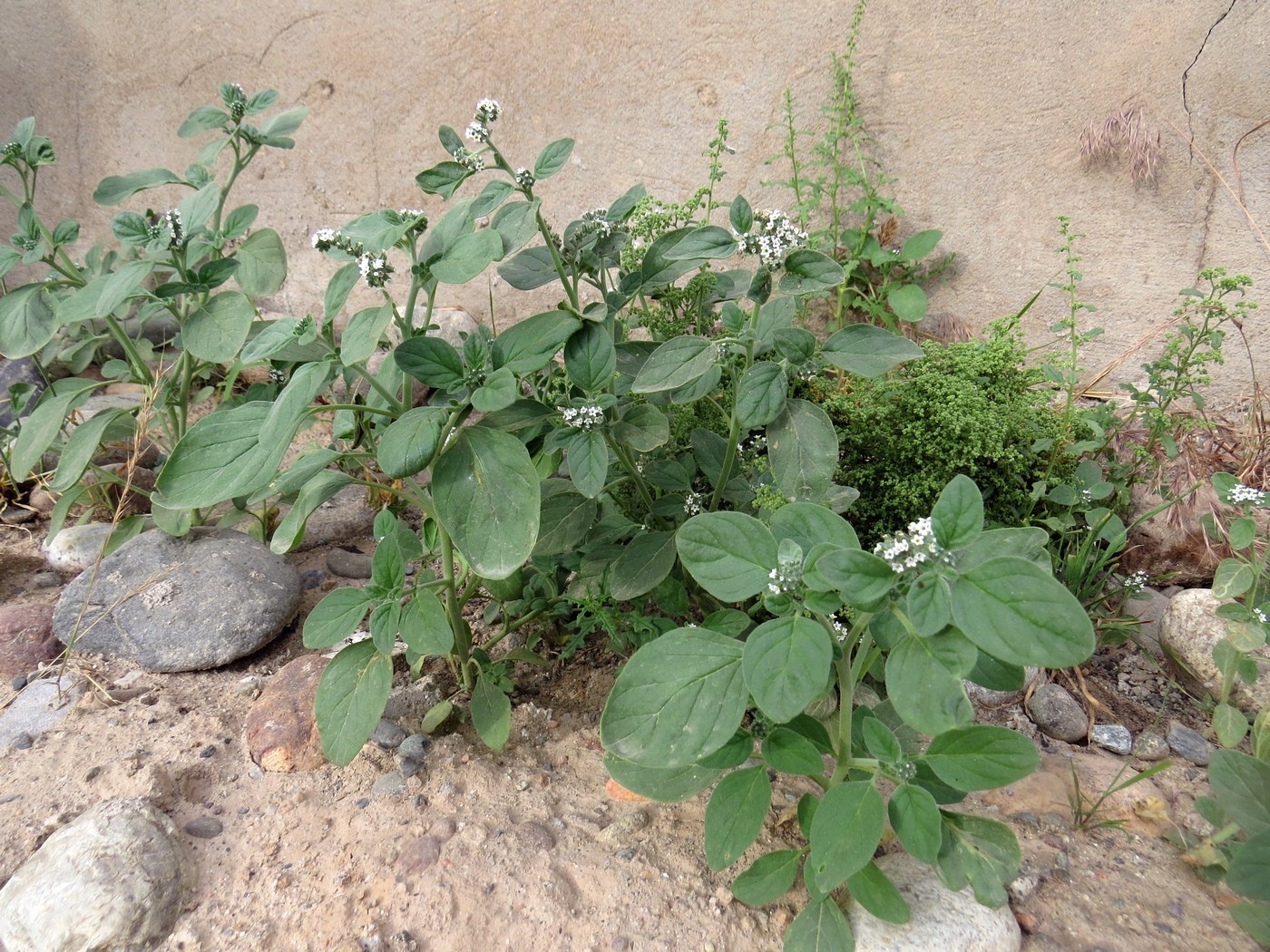 Изображение особи Heliotropium ellipticum.